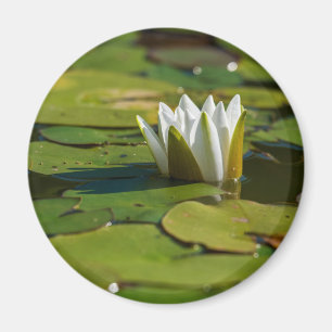 Íman Flor de água