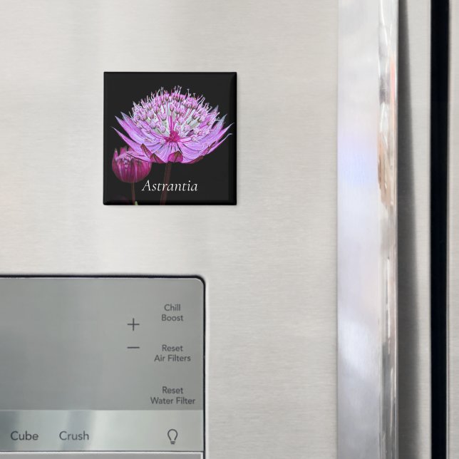 Íman Flor de Astrantia Rosa em Floral Preto (In Situ (Fridge))