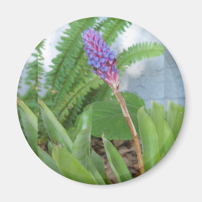 Íman Flor de Bromelia de Cone Azul (Frente)