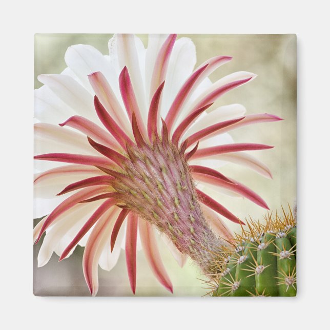 Íman Flor de cacto florescente à noite (Frente)
