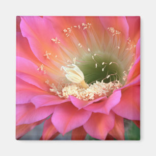 Íman Flor de cacto rosa no deserto