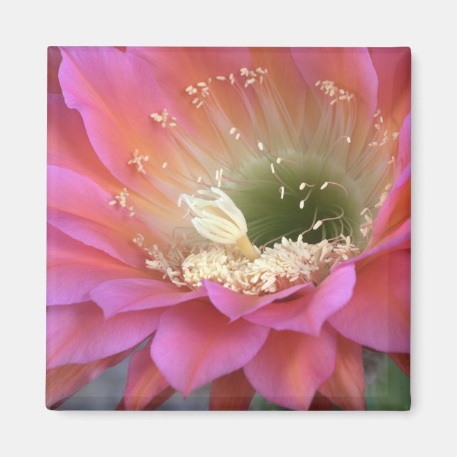 Íman Flor de cacto rosa no deserto (Frente)