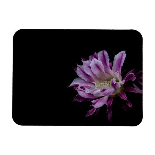 Íman Flor de cacto roxo e branco (Horizontal)