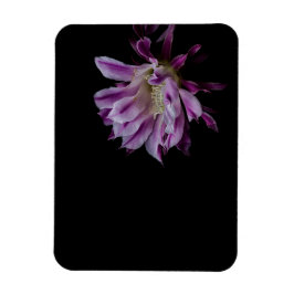 Íman Flor de cacto roxo e branco