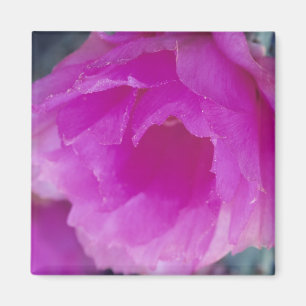 Íman Flor de Cactoouriço Rosa (Echinocereus