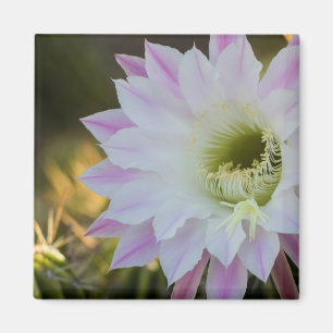 Íman Flor de Cactus Roxo e Branco