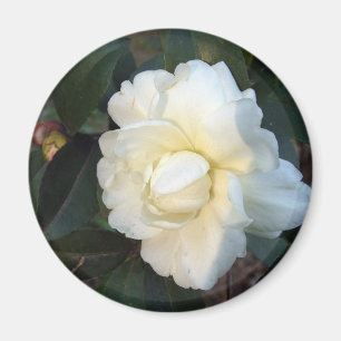 Íman flor de camélia branca