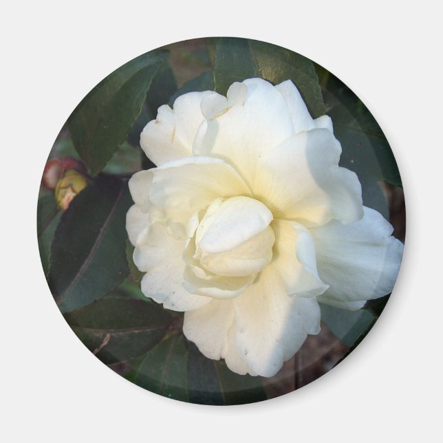 Íman flor de camélia branca (Frente)