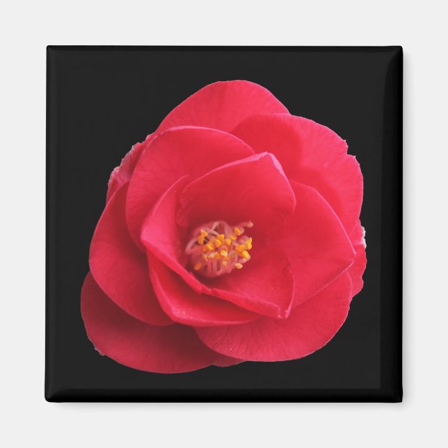 Íman flor de camélia vermelha (Frente)