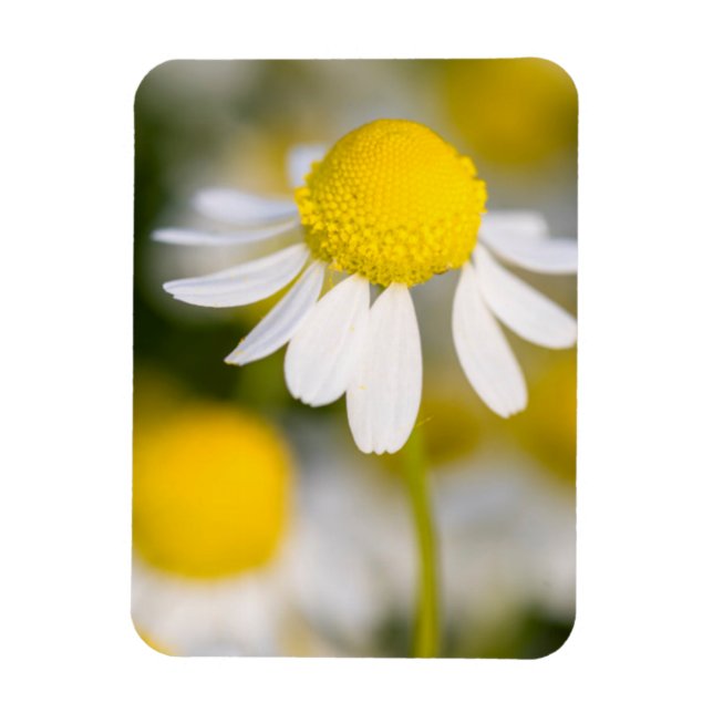 Íman Flor de camomila close-up, Hungria (Vertical)