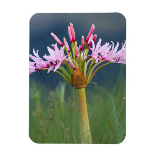 Íman Flor de Candelabro (Brunsvigia Radulosa), Umgeni