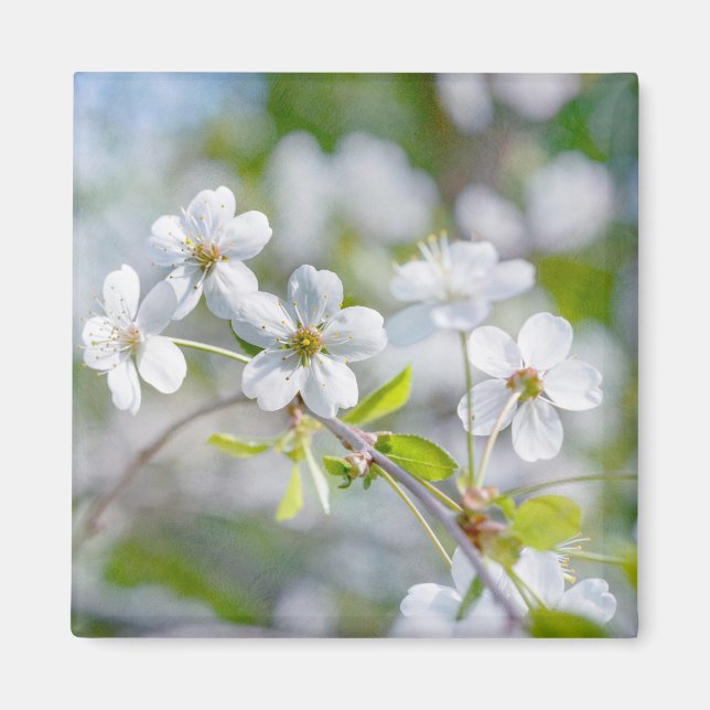 Íman Flor de Cereja Branca (Frente)