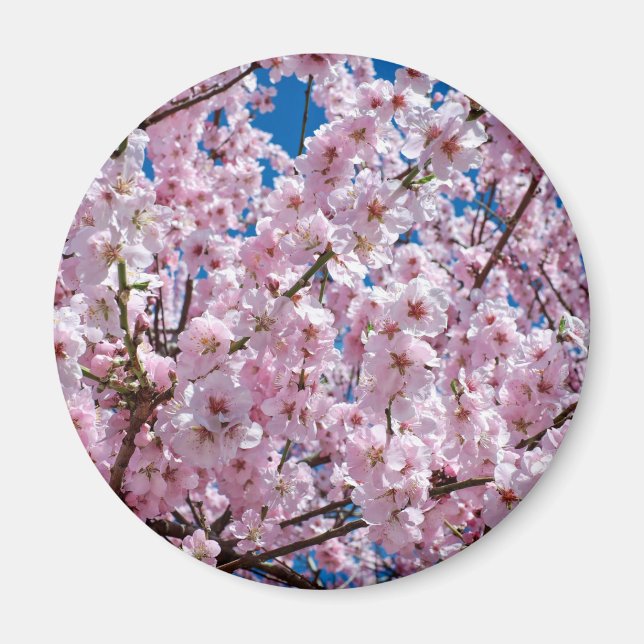 Íman Flor de cereja japonesa (Frente)