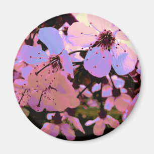 Íman Flor de cereja rosa