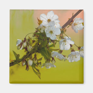 Íman Flor de cerejeira