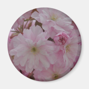 Íman Flor de cerejeira
