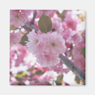 Íman Flor de cerejeira 4