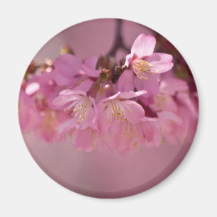 Íman Flor de Cerejeira Fonte Termal  2012 Roupas  & Pre