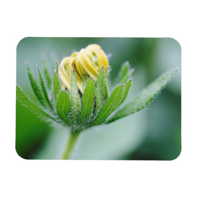 Íman Flor de Cone Flower em Flor (Horizontal)