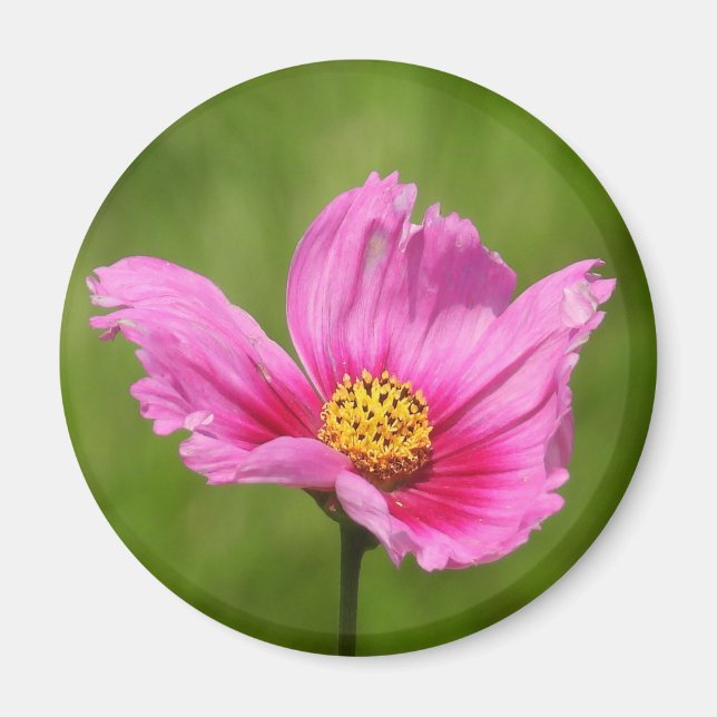 Íman Flor de Cosmos Rosa Feliz (Frente)