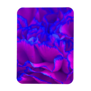 Íman Flor de craveiro a preto-e-rosa e azul