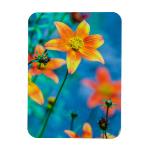 Íman Flor de Estrela Laranja