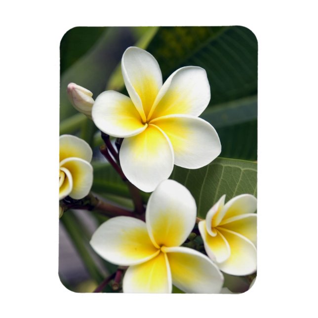 Íman Flor de Frangipani Ilhas Cook (Vertical)