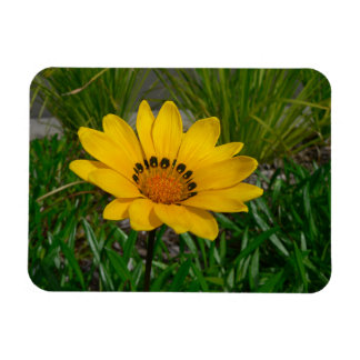 Íman Flor de Gazania Amarela Margarida