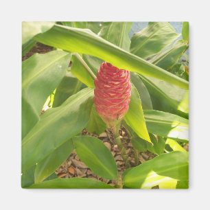 Íman Flor de gengibre de Shampoo