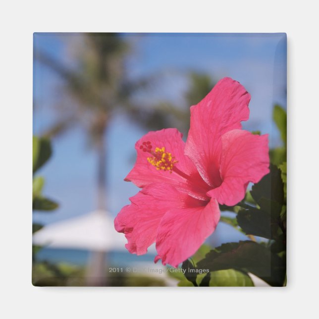 Íman Flor de hibisco rosa (Frente)