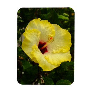 Íman Flor de Hibiscus Amarelo Grande