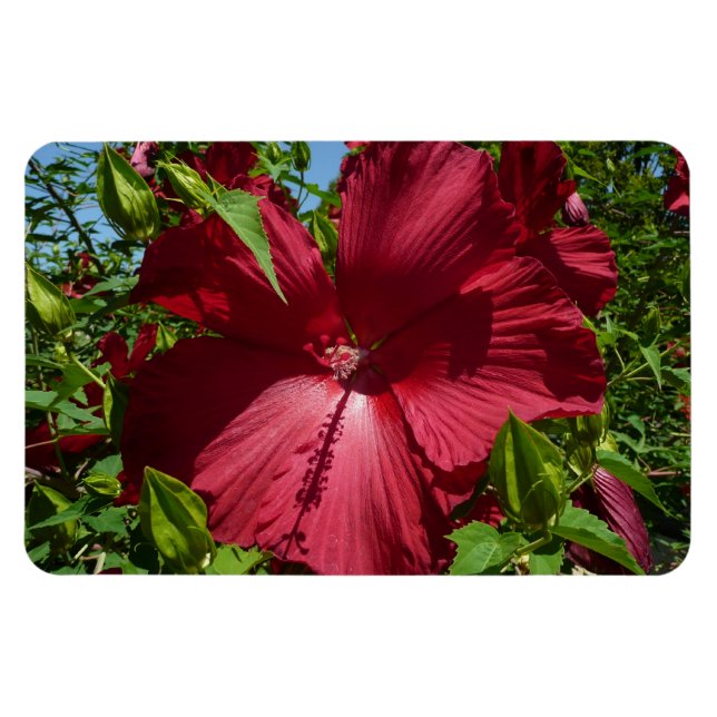 Íman Flor de Hibiscus e Céu Azul (Horizontal)
