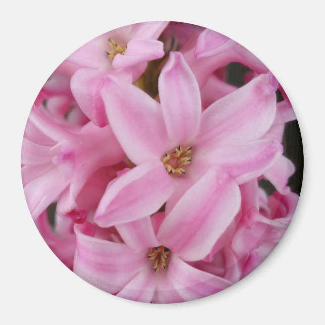 Íman flor de hyacinte rosa (Frente)