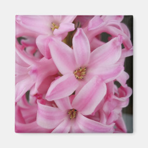 Íman flor de hyacinte rosa