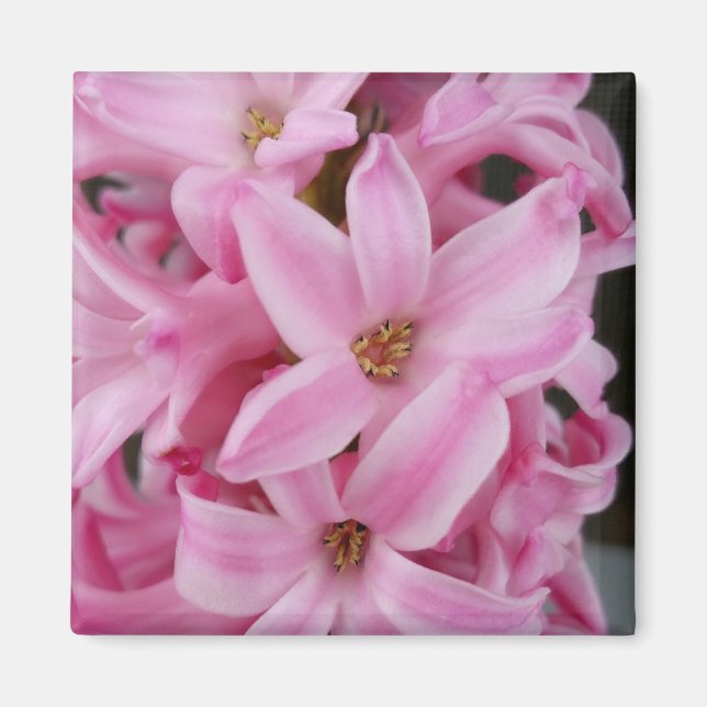 Íman flor de hyacinte rosa (Frente)