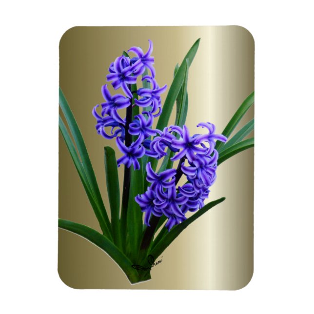 Íman Flor de Hyacinth no Sangue do Cheio (Vertical)
