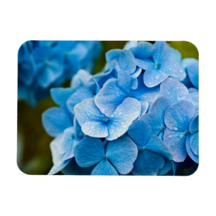 Íman Flor de Hydrangea azul Magnet