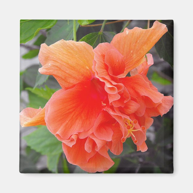 Íman Flor de Laranja (Frente)