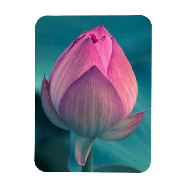 Íman Flor de Lily de Água Lotus (Vertical)