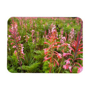 Íman Flor de Lírio Bugle (Watsonia), Cabo Oriental
