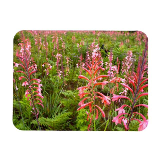 Íman Flor de Lírio Bugle (Watsonia), Cabo Oriental (Horizontal)