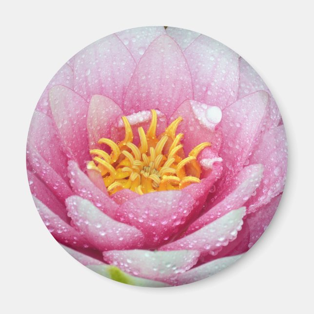 Íman Flor de lírio de água PInk (Frente)