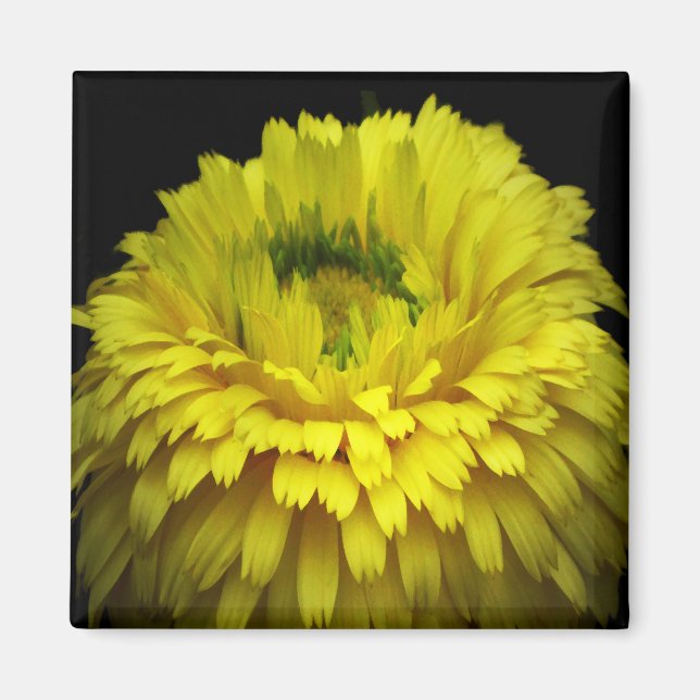 Íman Flor de logotipo (Frente)