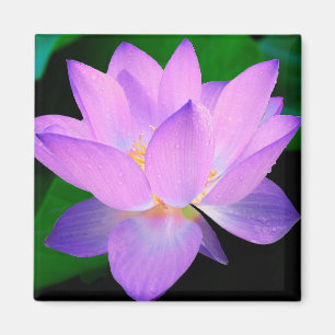 Íman Flor de Lotus