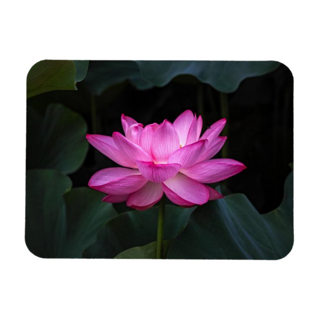 Íman Flor de Lotus (Horizontal)