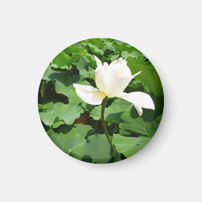 Íman Flor de Lotus Branco (Frente)