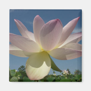 Íman Flor de Lotus e Céu Azul II