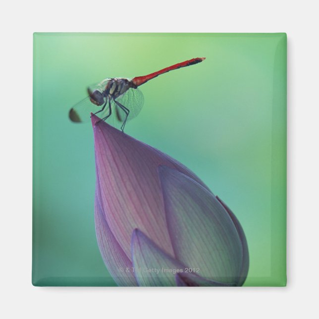 Íman Flor de lótus e libélula (Frente)