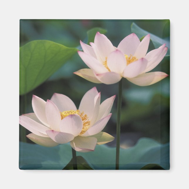 Íman Flor de lótus em flor, China (Frente)