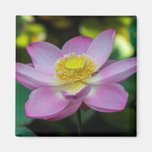 Íman Flor de lótus em flor, Indonésia